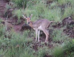 Image of Mountain Reedbuck