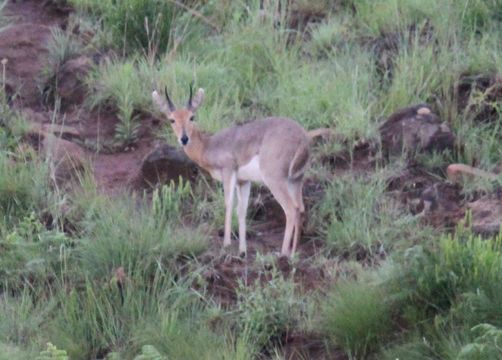 Image of Mountain Reedbuck