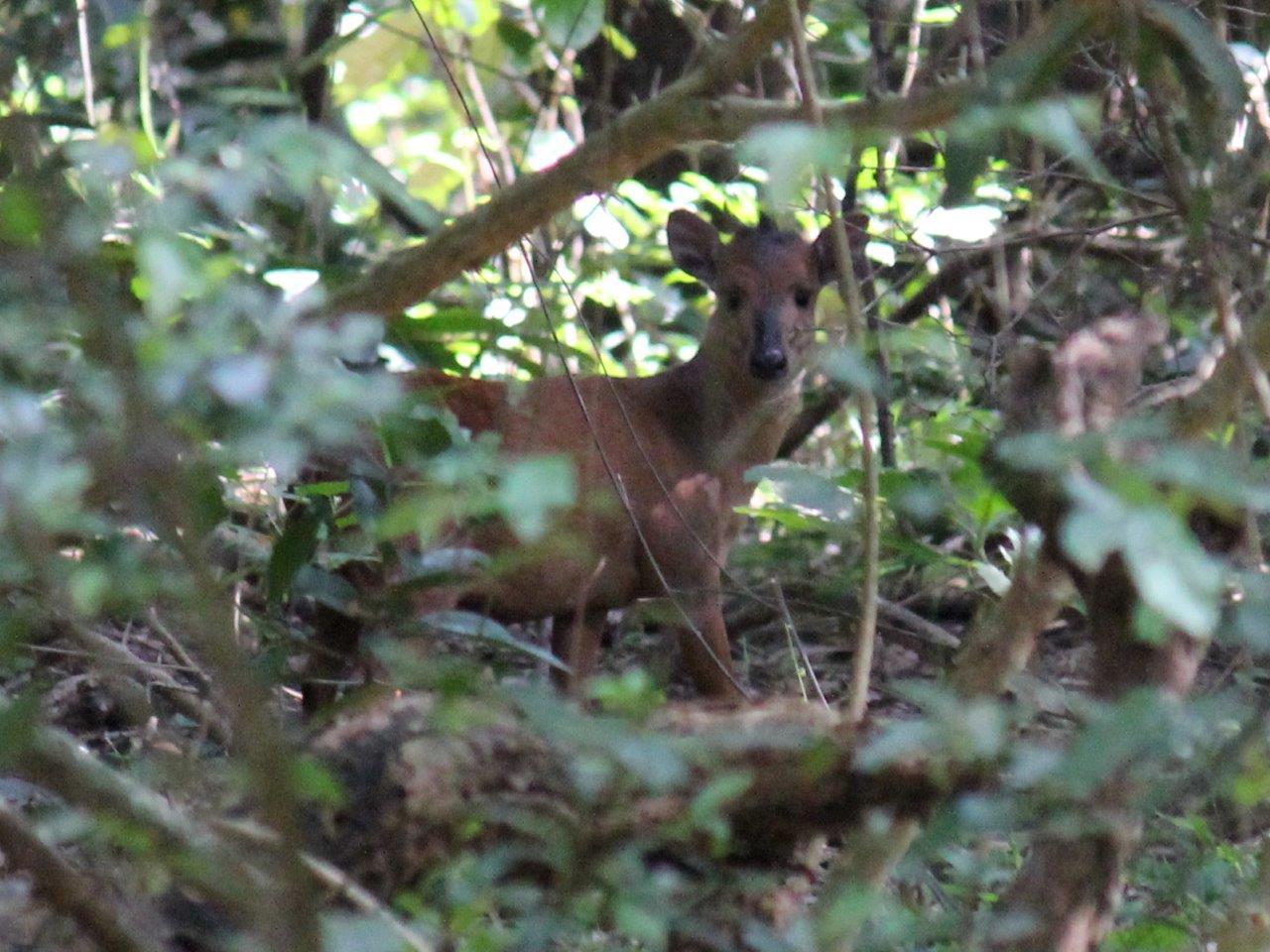 Image of Natal Duiker