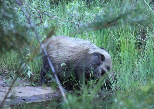 Image of Bush-pig