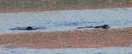 Image of African Clawless Otter