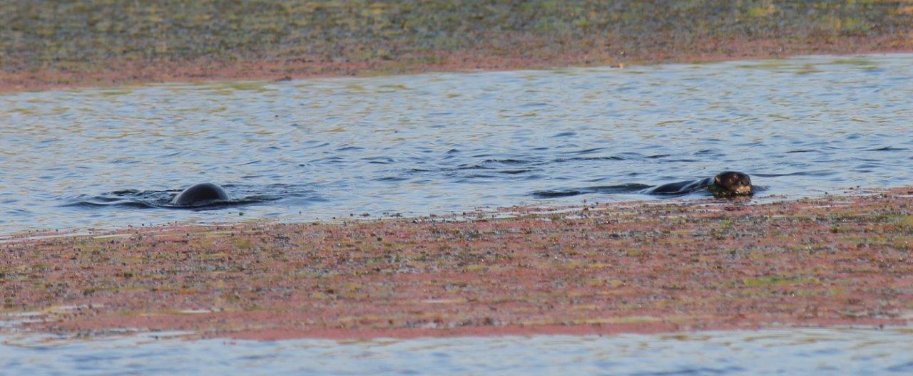 Image of African Clawless Otter