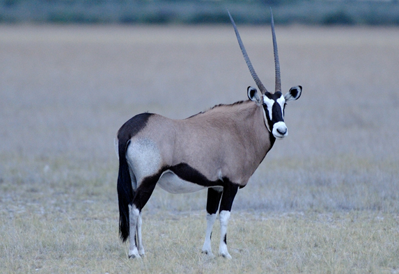 Image of Gemsbok