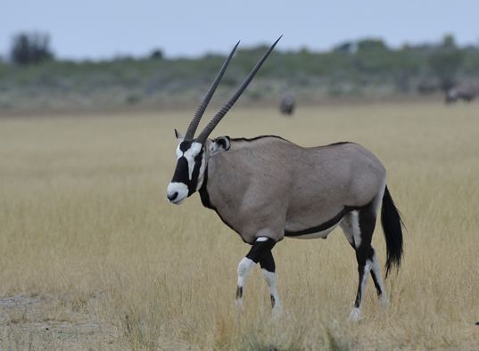 Image of Gemsbok