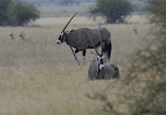 Image of Gemsbok