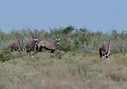 Image of Gemsbok