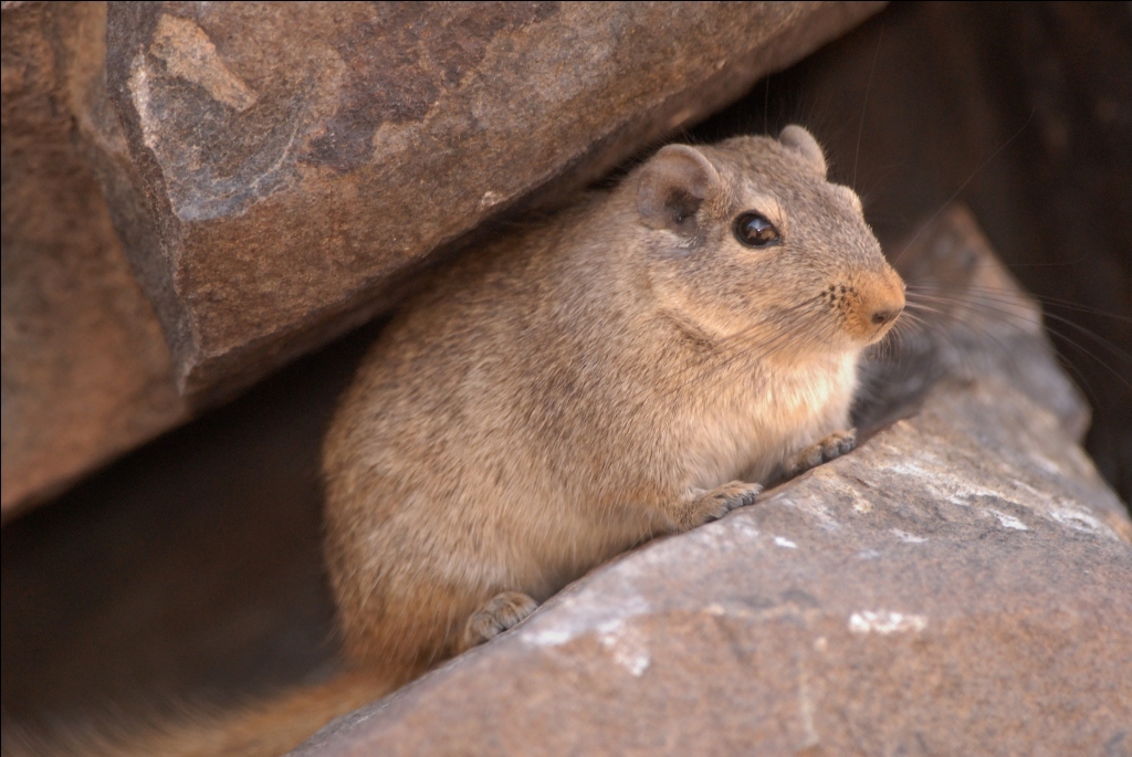 Image of dassie rats