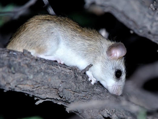 Image of Black-tailed Thallomys