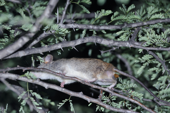 Image of Black-tailed Thallomys