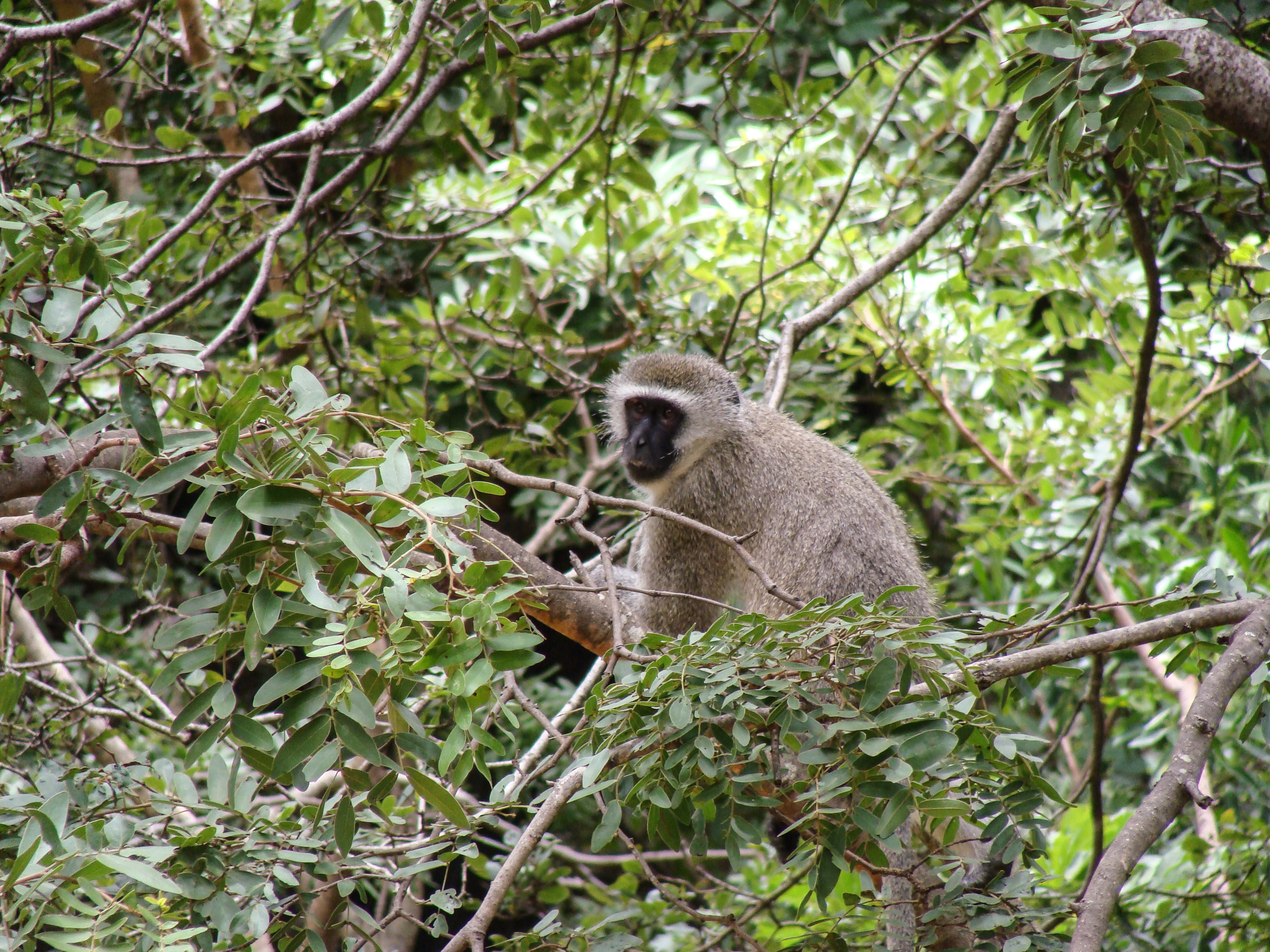 Image of Vervet Monkey