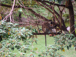 Image of Vervet Monkey