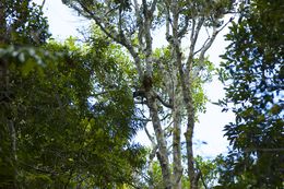 Image of brown lemur