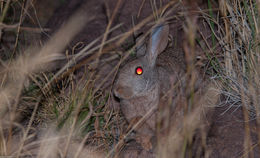 Image of Smith's Red Rock Hare