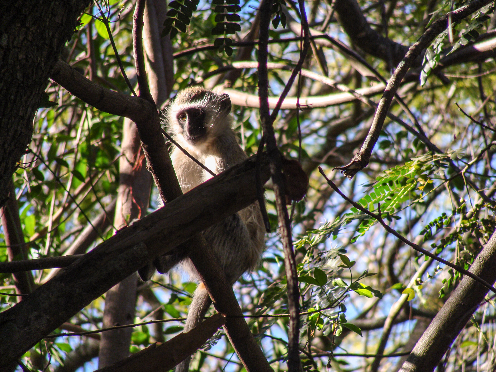 Image of Vervet Monkey