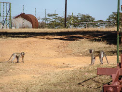 Image of Vervet Monkey