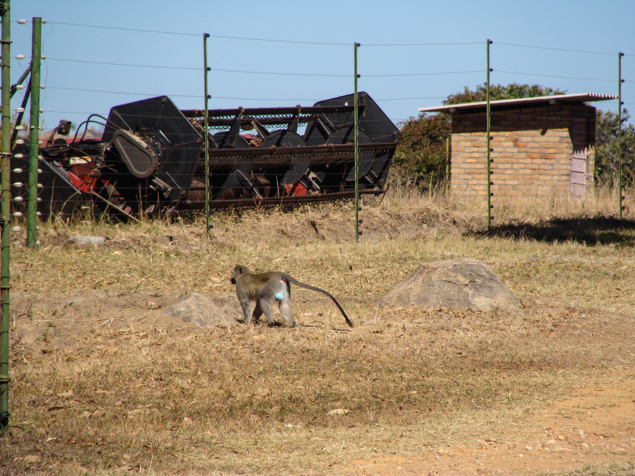 Image of Vervet Monkey