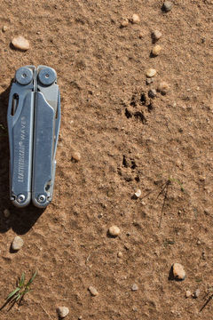 Image of White-tailed Mongoose