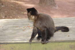 Image of Black Capuchin