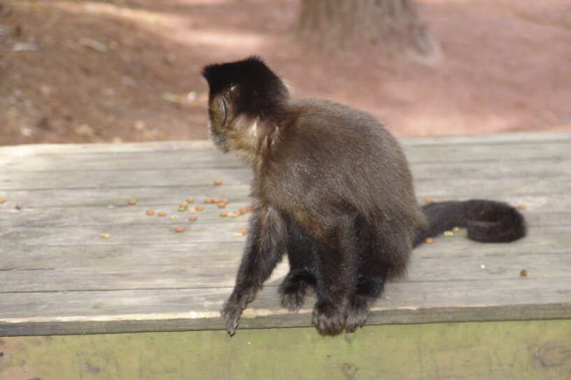 Image of Black Capuchin