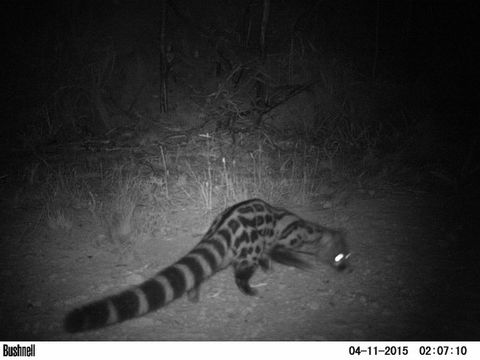 Image of Cape Genet