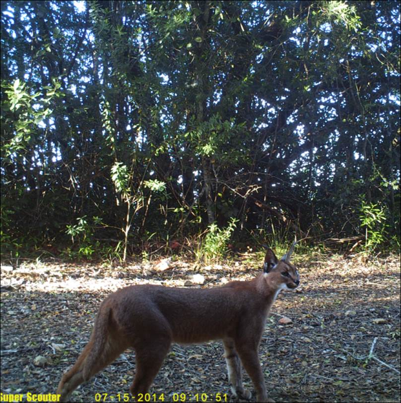 Image of Caracals