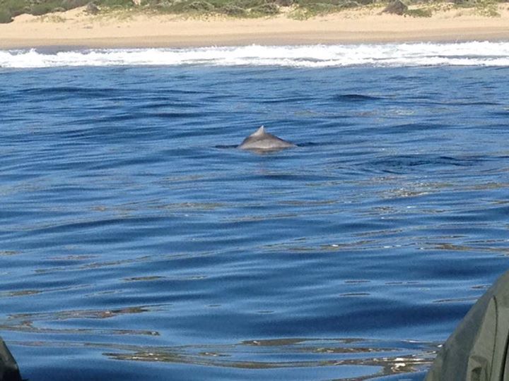 Image of Indian Humpback Dolphin