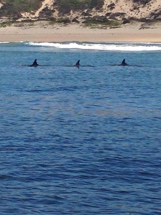 Image of Bottlenose Dolphin