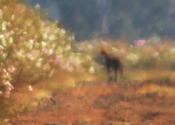 صورة Leptailurus Severtzov 1858