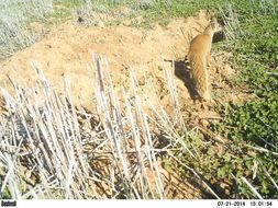 Image of Yellow Mongoose