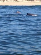 Image of Indian Humpback Dolphin