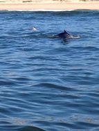 Image of Indian Humpback Dolphin