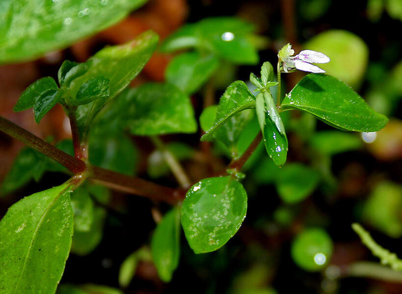 Image of Impatiens minor (DC.) S. S. R. Bennet