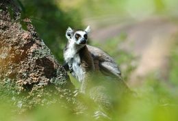 Image of Lemur Linnaeus 1758