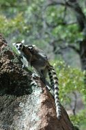 Image of Lemur Linnaeus 1758