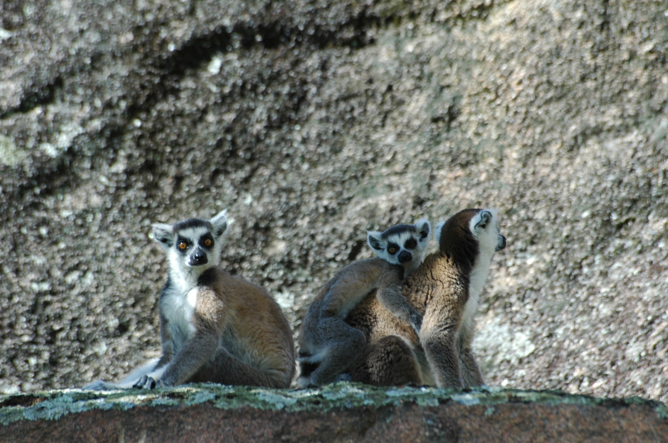 Image of Lemur Linnaeus 1758