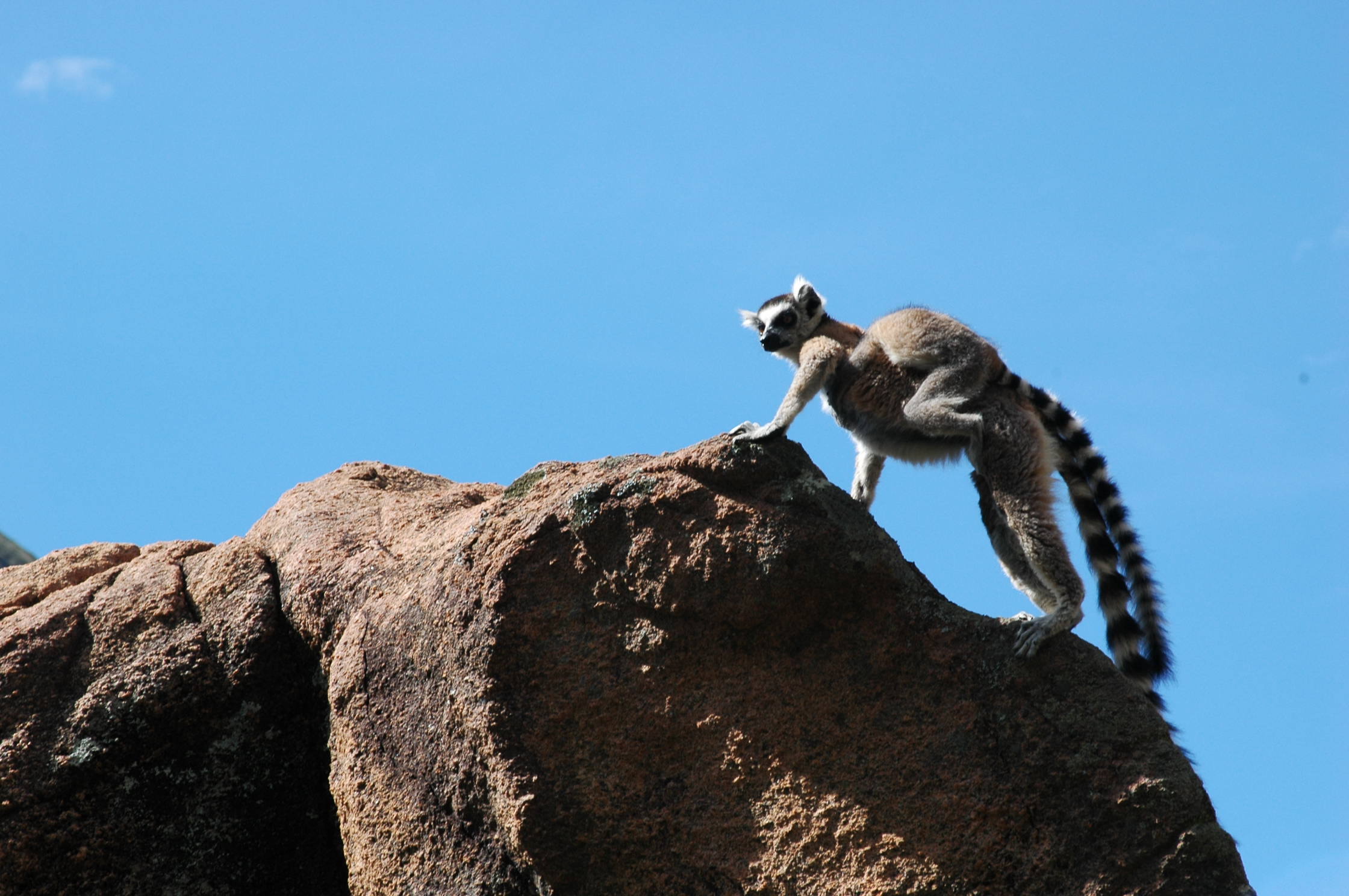 Image of Lemur Linnaeus 1758