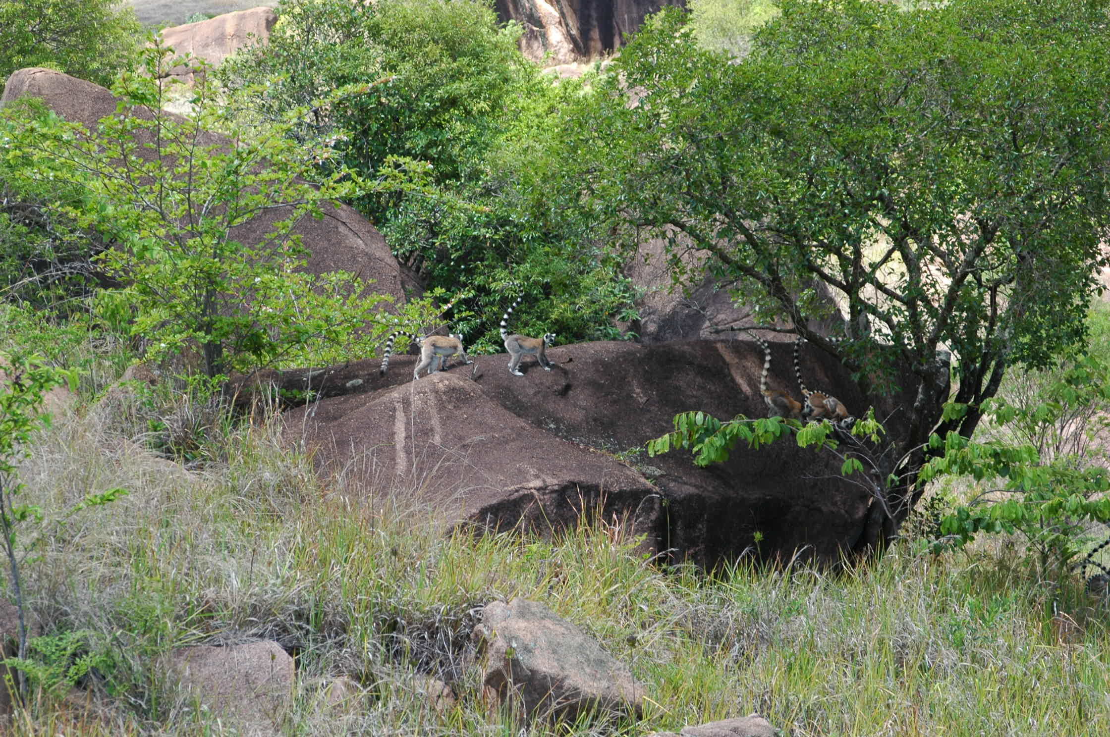 Image of Lemur Linnaeus 1758