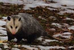 Image of American opossums and opossums