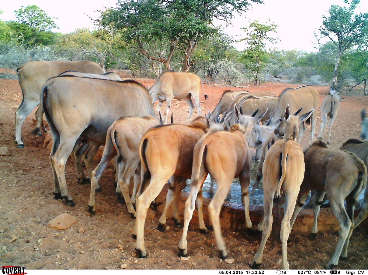 Image of Eland