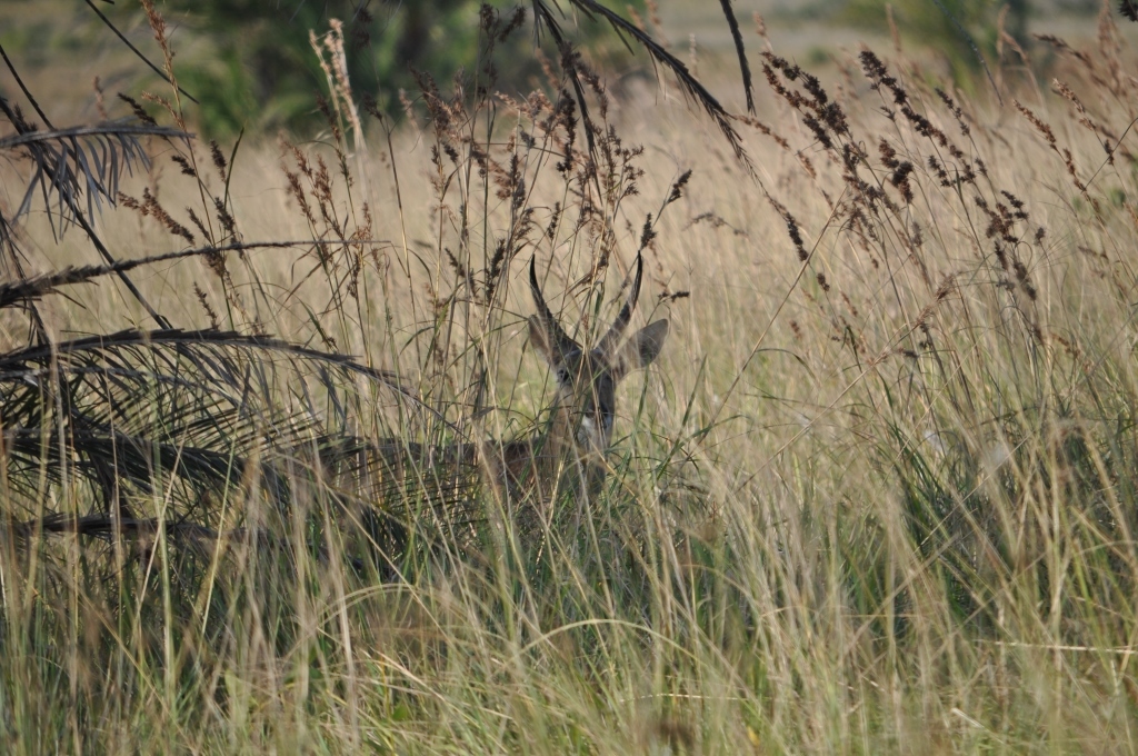 Image of Reedbuck