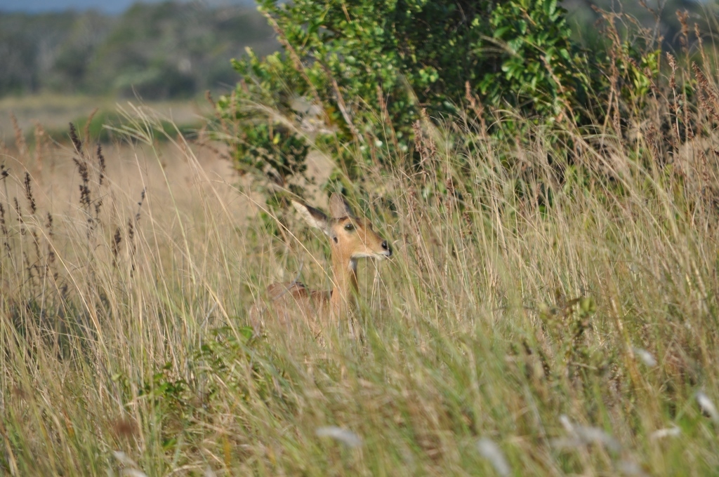 Image of Reedbuck