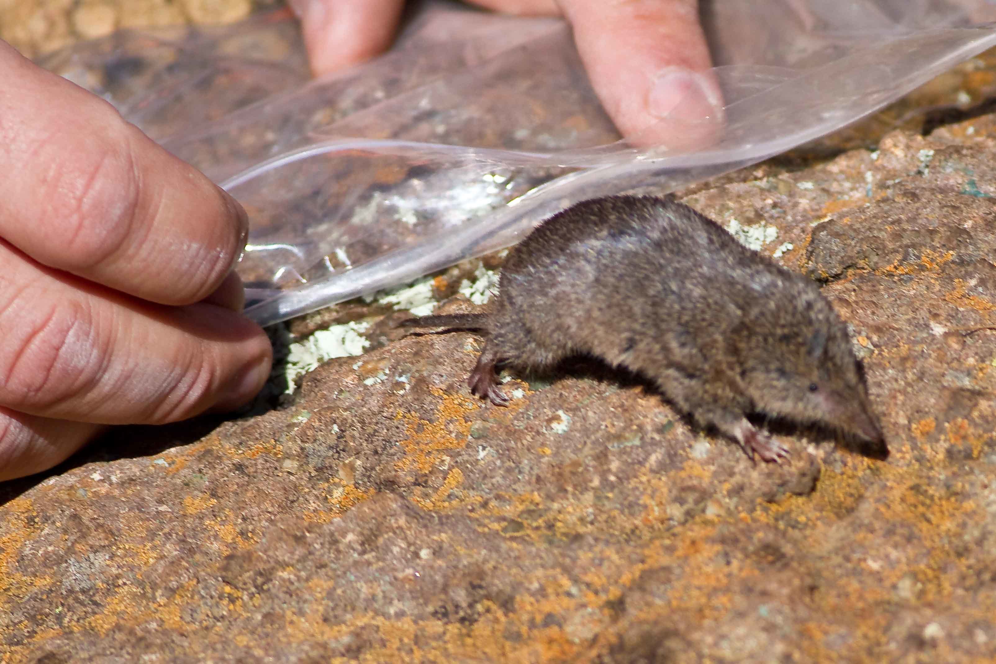 Image of Forest Shrew