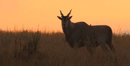 Image of Eland