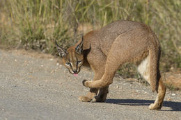 Image of Caracals