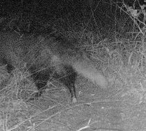 Image of White-tailed Mongoose