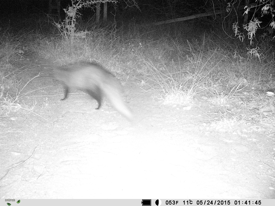 Image of White-tailed Mongoose