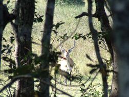 Image of Kafue Lechwe