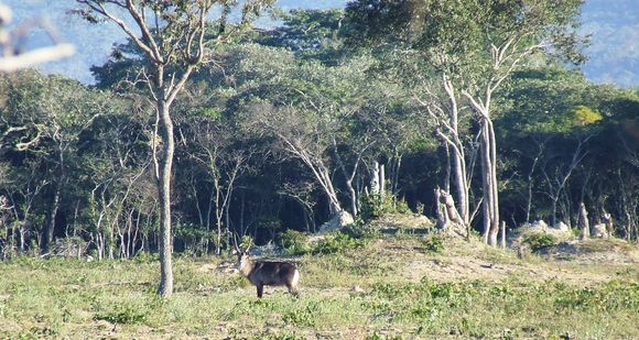 Image of Defassa Waterbuck