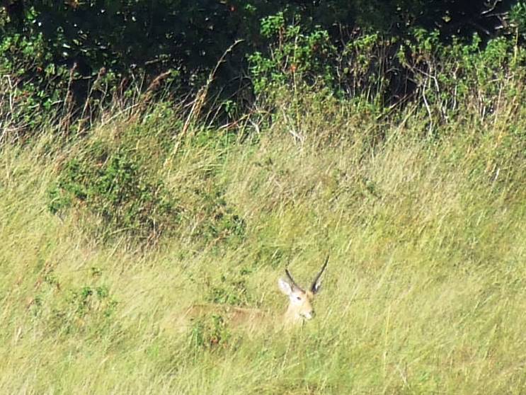 Image of Reedbuck