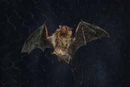 Image of Melck's House Bat